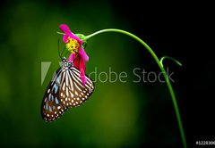 Fototapeta174 x 120  tropical rainforest butterfly, 174 x 120 cm