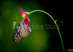 Samolepka flie 200 x 144, 1228306 - tropical rainforest butterfly