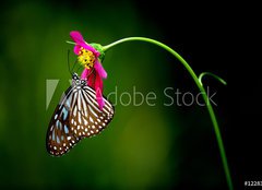 Fototapeta240 x 174  tropical rainforest butterfly, 240 x 174 cm