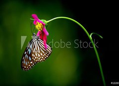 Fototapeta papr 254 x 184, 1228306 - tropical rainforest butterfly - tropick detn prales motl