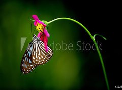 Samolepka flie 270 x 200, 1228306 - tropical rainforest butterfly