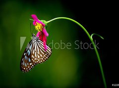 Fototapeta pltno 330 x 244, 1228306 - tropical rainforest butterfly