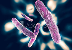 Fototapeta174 x 120  Shigella Bacteria, 174 x 120 cm