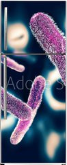 Samolepka na lednici flie 80 x 200  Shigella Bacteria, 80 x 200 cm