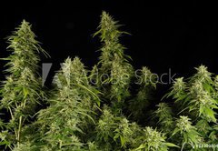 Samolepka flie 145 x 100, 12303804 - Ganja11