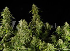 Fototapeta pltno 160 x 116, 12303804 - Ganja11
