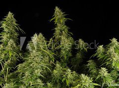 Samolepka flie 270 x 200, 12303804 - Ganja11