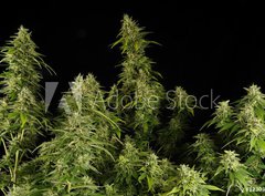 Fototapeta pltno 330 x 244, 12303804 - Ganja11