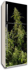Samolepka na lednici flie 80 x 200, 12303804 - Ganja11