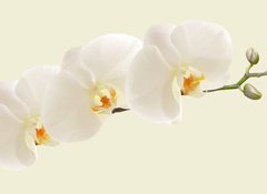 Samolepka fólie 100 x 73, 123330154 - Large white Orchid flowers in a panoramic image - Velké bílé květy orchideje v panoramatickém obrazu