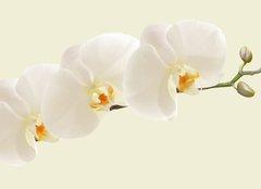 Fototapeta plátno 160 x 116, 123330154 - Large white Orchid flowers in a panoramic image - Velké bílé květy orchideje v panoramatickém obrazu
