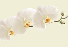 Fototapeta plátno 174 x 120, 123330154 - Large white Orchid flowers in a panoramic image - Velké bílé květy orchideje v panoramatickém obrazu