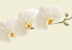 Fototapeta184 x 128  Large white Orchid flowers in a panoramic image, 184 x 128 cm