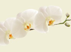 Fototapeta papír 360 x 266, 123330154 - Large white Orchid flowers in a panoramic image - Velké bílé květy orchideje v panoramatickém obrazu