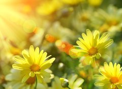 Fototapeta100 x 73  Closeup of yellow daisies with warm rays, 100 x 73 cm