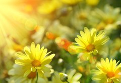 Fototapeta145 x 100  Closeup of yellow daisies with warm rays, 145 x 100 cm