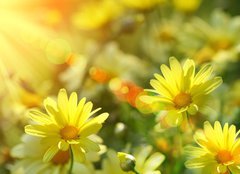 Fototapeta160 x 116  Closeup of yellow daisies with warm rays, 160 x 116 cm