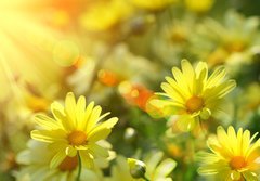 Fototapeta184 x 128  Closeup of yellow daisies with warm rays, 184 x 128 cm