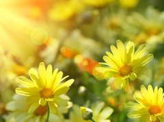 Fototapeta270 x 200  Closeup of yellow daisies with warm rays, 270 x 200 cm