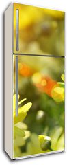 Samolepka na lednici flie 80 x 200, 12348665 - Closeup of yellow daisies with warm rays
