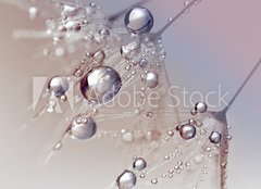 Fototapeta papr 160 x 116, 123550054 - Beautiful dew drops on a dandelion seed macro.  Beautiful blue background. Large golden dew drops on a parachute dandelion. Soft dreamy tender artistic image form.