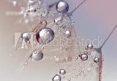 Fototapeta pltno 174 x 120, 123550054 - Beautiful dew drops on a dandelion seed macro.  Beautiful blue background. Large golden dew drops on a parachute dandelion. Soft dreamy tender artistic image form.
