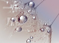 Samolepka flie 200 x 144, 123550054 - Beautiful dew drops on a dandelion seed macro.  Beautiful blue background. Large golden dew drops on a parachute dandelion. Soft dreamy tender artistic image form.