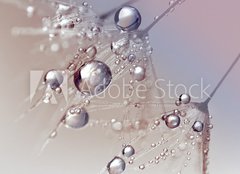 Fototapeta papr 254 x 184, 123550054 - Beautiful dew drops on a dandelion seed macro.  Beautiful blue background. Large golden dew drops on a parachute dandelion. Soft dreamy tender artistic image form.