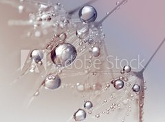 Fototapeta pltno 330 x 244, 123550054 - Beautiful dew drops on a dandelion seed macro.  Beautiful blue background. Large golden dew drops on a parachute dandelion. Soft dreamy tender artistic image form.