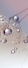 Samolepka na dveře fólie 90 x 220, 123550054 - Beautiful dew drops on a dandelion seed macro. Beautiful blue background. Large golden dew drops on a parachute dandelion. Soft dreamy tender artistic image form. - Krásné kapky Rosy na makro pampelišky. Krásné modré pozadí. Velká zlatá Rosa kapky na pampeliška. Měkký zasněný jemný umělecký obraz.