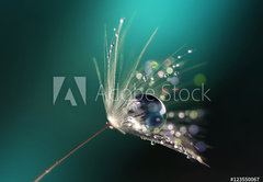 Fototapeta pltno 174 x 120, 123550067 - Beautiful dew drops on a dandelion seed macro.  Beautiful blue background. Large golden dew drops on a parachute dandelion. Soft dreamy tender artistic image form.