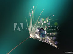 Fototapeta pltno 330 x 244, 123550067 - Beautiful dew drops on a dandelion seed macro.  Beautiful blue background. Large golden dew drops on a parachute dandelion. Soft dreamy tender artistic image form.