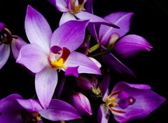 Samolepka flie 100 x 73, 1241133 - orchids