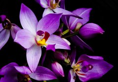 Samolepka flie 145 x 100, 1241133 - orchids