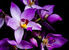 Fototapeta pltno 240 x 174, 1241133 - orchids - orchideje