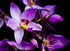 Fototapeta papr 360 x 266, 1241133 - orchids