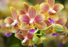 Fototapeta145 x 100  Pink Yellow Spotted Orchids Hong Kong Flower Market, 145 x 100 cm