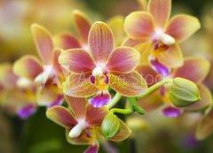 Fototapeta200 x 144  Pink Yellow Spotted Orchids Hong Kong Flower Market, 200 x 144 cm