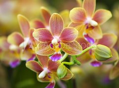 Fototapeta360 x 266  Pink Yellow Spotted Orchids Hong Kong Flower Market, 360 x 266 cm