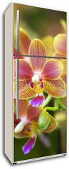 Samolepka na lednici fólie 80 x 200, 12425708 - Pink Yellow Spotted Orchids Hong Kong Flower Market - Růžové žluté skvrnité orchideje Hongkongský květinový trh