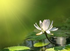 Fototapeta100 x 73  Lily flower on a green background, 100 x 73 cm