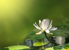 Fototapeta200 x 144  Lily flower on a green background, 200 x 144 cm