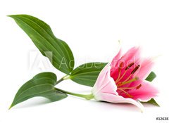 Fototapeta vliesov 100 x 73, 12638179 - lilly flower