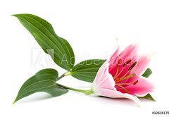 Fototapeta pltno 174 x 120, 12638179 - lilly flower