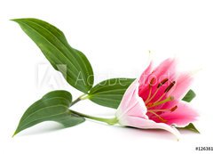 Fototapeta vliesov 200 x 144, 12638179 - lilly flower