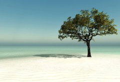Samolepka flie 145 x 100, 126560090 - tree on the beach - strom na pli