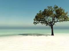 Samolepka flie 270 x 200, 126560090 - tree on the beach - strom na pli