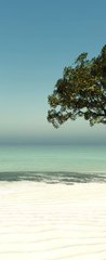 Samolepka na dvee flie 90 x 220, 126560090 - tree on the beach - strom na pli