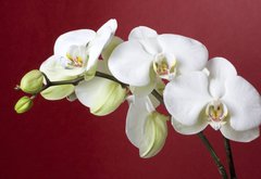 Samolepka flie 145 x 100, 12667683 - orchids