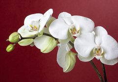 Fototapeta papr 184 x 128, 12667683 - orchids